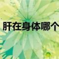 肝在身体哪个位置（肝在我们人体什么位置）