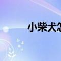 小柴犬怎么养（学会这些错不了）