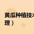 黄瓜种植技术与管理方法（黄瓜种植技术和管理）