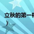 立秋的第一杯奶茶（什么是立秋的第一杯奶茶）