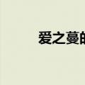 爱之蔓的花语和寓意（你知道吗）
