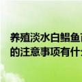 养殖淡水白鲳鱼苗培育的注意事项（养殖淡水白鲳鱼苗培育的注意事项有什么）