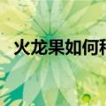 火龙果如何种植盆栽（火龙果盆栽怎么种）