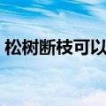 松树断枝可以插活的方法（松树枝扦插生根）