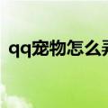 qq宠物怎么弄出来（qq宠物藏宝图小锄头）