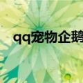 qq宠物企鹅怎么没有了（qq宠物七巧板）
