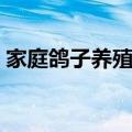 家庭鸽子养殖方法视频（家庭鸽子养殖方法）