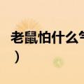 老鼠怕什么气味怎样才能灭老鼠（怎样灭老鼠）