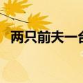 两只前夫一台戏讲什么（两个前夫一台戏）