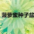菠萝蜜种子盆栽能长出果实吗（菠萝蜜种子）