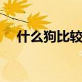 什么狗比较好养便宜（什么狗比较好养）