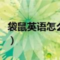 袋鼠英语怎么读音发音语音（袋鼠英语怎么读）