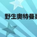 野生奥特曼真的存在吗（发现野生奥特曼）