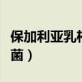 保加利亚乳杆菌对人体有害吗（保加利亚乳杆菌）