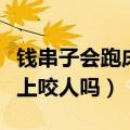 钱串子会跑床上咬人吗怕光吗（钱串子会跑床上咬人吗）