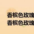 香槟色玫瑰的花语是什么意思 寓意和象征（香槟色玫瑰）