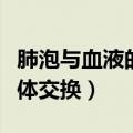 肺泡与血液的气体交换视频（肺泡与血液的气体交换）