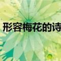 形容梅花的诗句都有哪些（形容梅花的诗句）