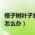 橙子树叶子发黄是什么原因（柠檬树叶子发黄怎么办）
