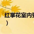 红掌花室内要怎么养（红掌有毒吗能放室内吗）