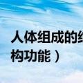 人体组成的结构基础思维导图（人体组成和结构功能）