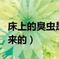 床上的臭虫是怎么长出来的（臭虫是怎么长出来的）