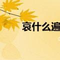 哀什么遍野动物名称（哀什么遍野）