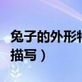兔子的外形特点描写二年级（兔子的外形特点描写）