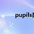 pupils是什么意思中文（pupils）
