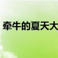 牵牛的夏天大结局视频（牵牛的夏天第二部）