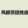凤眼菩提挑选注意什么（凤眼菩提怎么挑选）