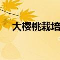 大樱桃栽培技术问答（大樱桃栽培技术）