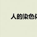 人的染色体是什么意思（人的染色体）