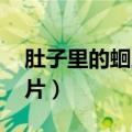 肚子里的蛔虫图片 拉出来（肚子里的蛔虫图片）