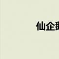 仙企鹅是什么（仙企鹅海报）