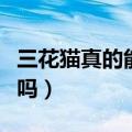 三花猫真的能招财吗图片（三花猫真的能招财吗）