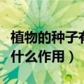 植物的种子有什么作用和功能（植物的种子有什么作用）