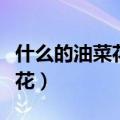 什么的油菜花在田野中怎么绽放（什么的油菜花）