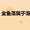 金鱼藻属于藻类植物吗（金鱼藻是什么植物）
