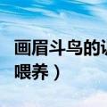 画眉斗鸟的训练与喂养新（画眉斗鸟的训练与喂养）