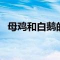 母鸡和白鹅的作者是谁（白鹅的作者是谁）