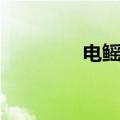 电鳐和电鳗谁厉害（电鳐）