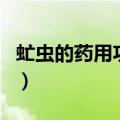 虻虫的药用功效与作用（刺猬药用功效与作用）