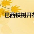 巴西铁树开花寓意和象征意义（巴西铁树）