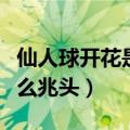 仙人球开花是什么兆头寓意（仙人球开花是什么兆头）