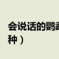会说话的鹦鹉都有什么品种（会说话的鹦鹉品种）