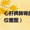 心肝脾肺肾的位置图百度百科（心肝脾肺肾的位置图）