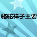 骆驼祥子主要情节20字（骆驼祥子主要情节）