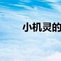 小机灵的歌教案反思（小机灵的歌）
