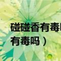 碰碰香有毒吗?碰碰香养殖注意事项（碰碰香有毒吗）